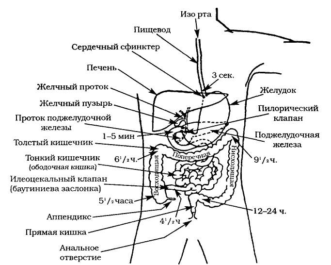 Сфинктеры в организме человека. Клапаны в пищеварительной системе человека. Сфинктеры пищеварительной системы схема. Сфинктеры пищеварительной трубки. Схема ЖКТ человека рисунок.