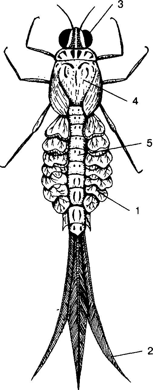 Личинка поденки рисунок