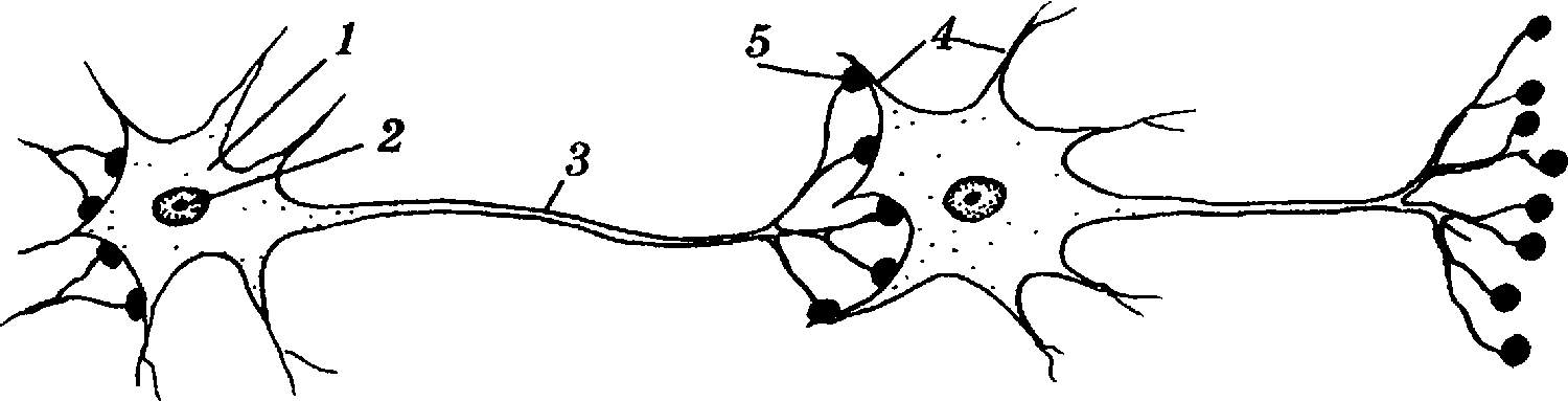 На рисунке цифрой 3 обозначен аксон дендрит нейрон синапс