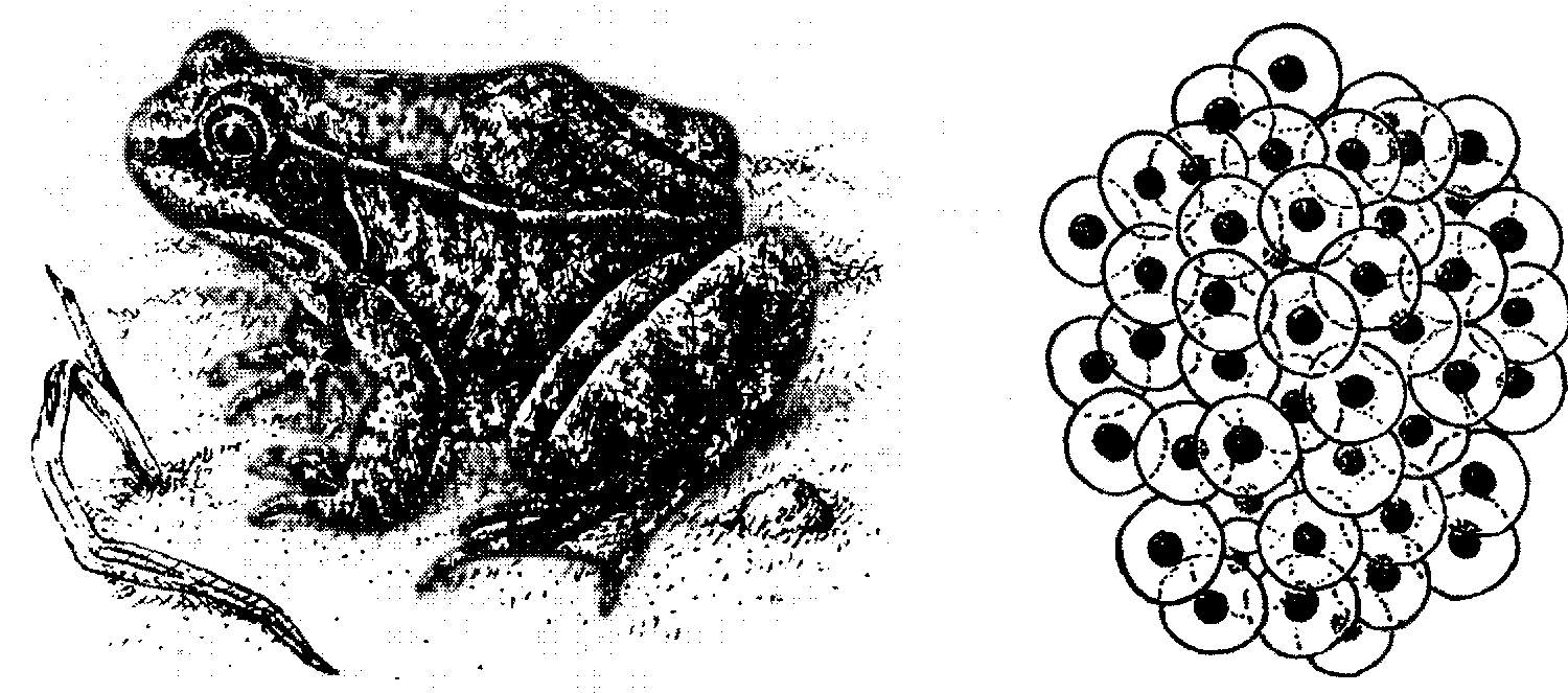 На рисунке изображена лягушка в разные периоды жизни приведите пример процесса иллюстрирующего