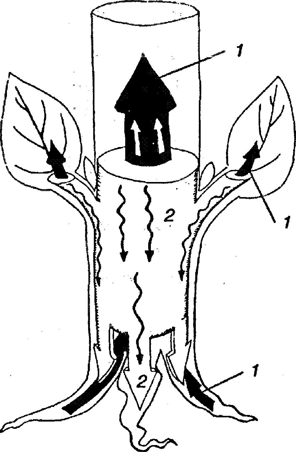 Движение сока в стволе дерева схема