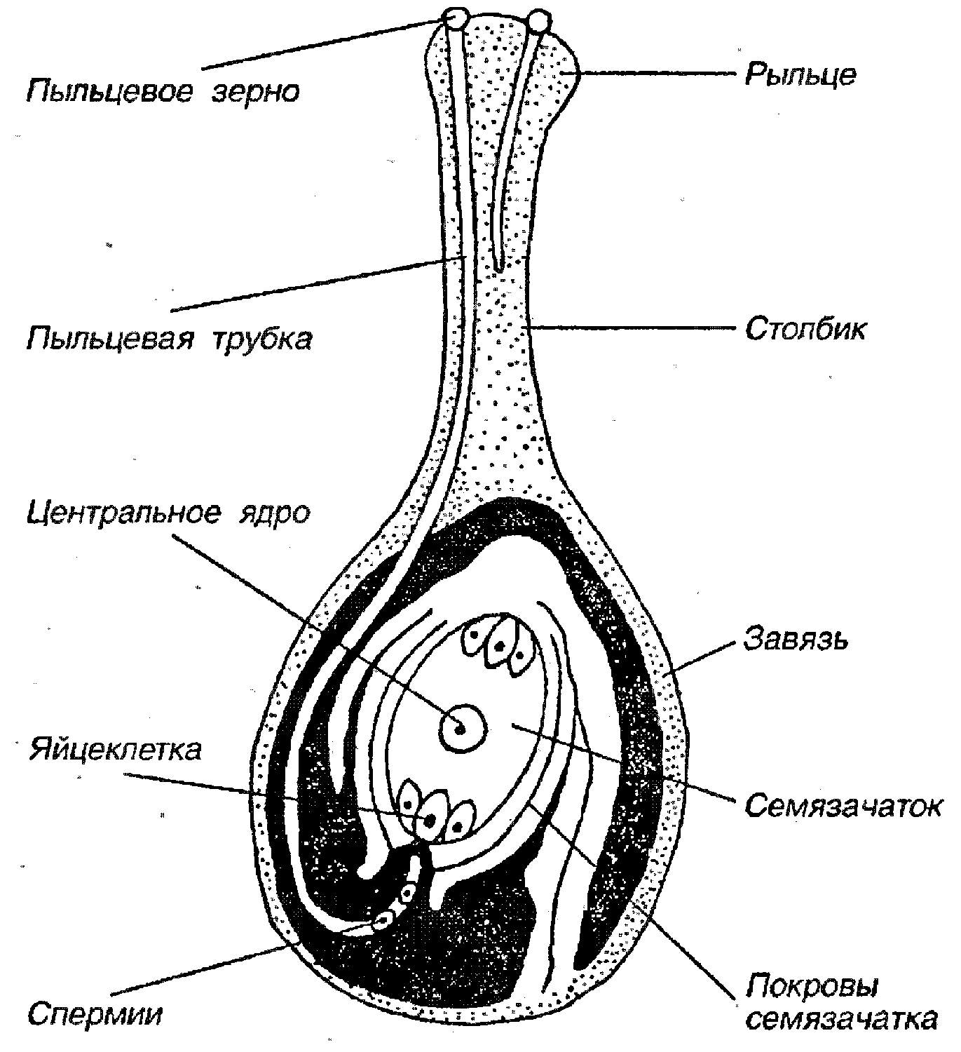 Какой буквой на рисунке обозначена часть цветка в которой формируются пыльцевые зерна