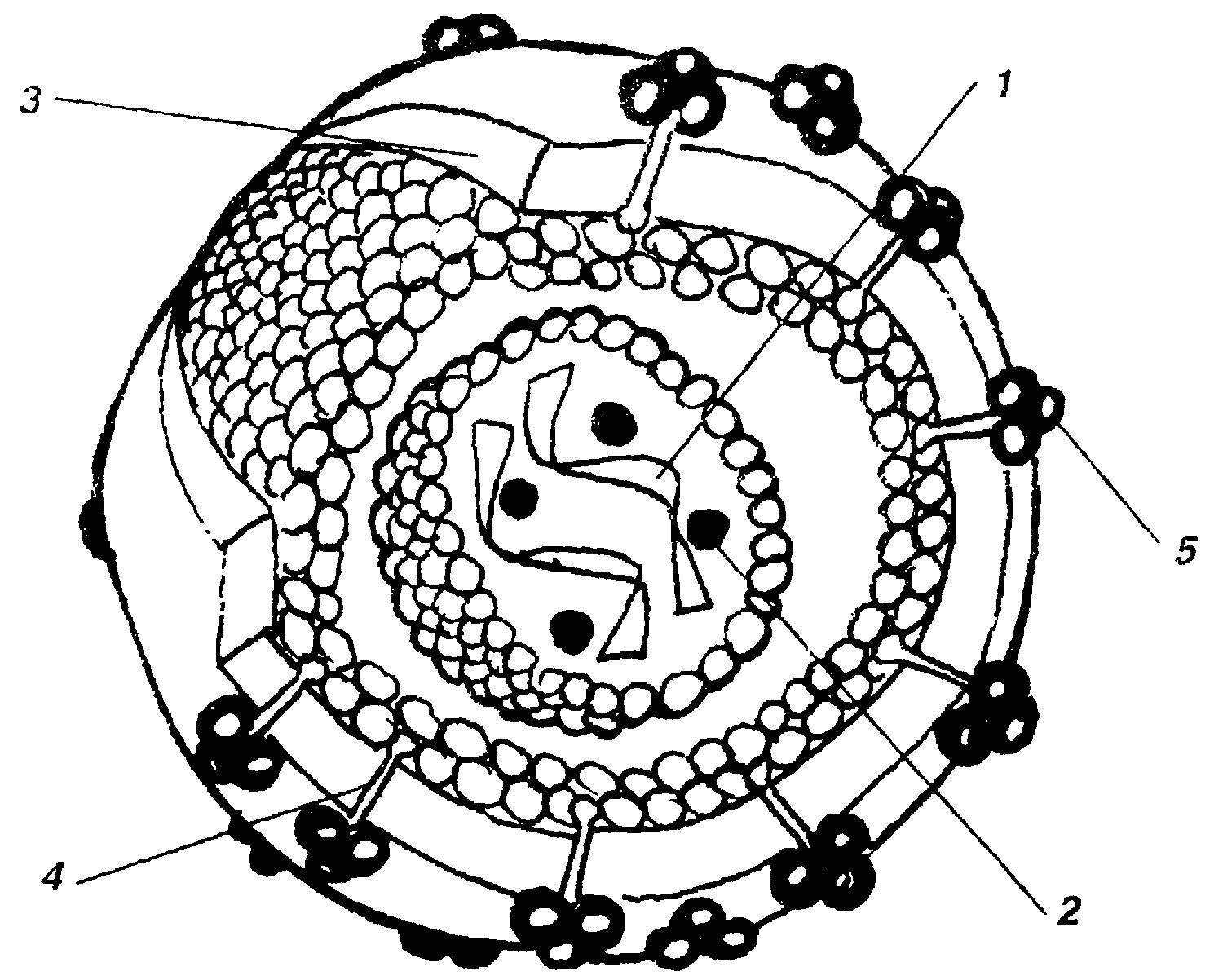 Рисунок вируса с обозначениями. Схема строения вируса. Вирус схема. Строение вируса рисунок. Вирус схематичный рисунок.