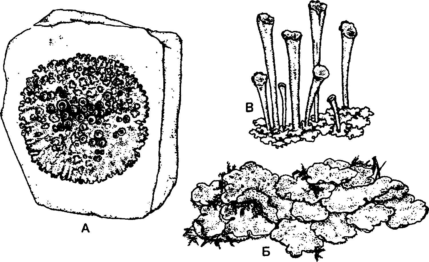 Мох рисунок. Ксантория лишайник рисунок. Лишайник накипной схематично. Кладония лишайник рисунок. Накипной лишайник рисунок.