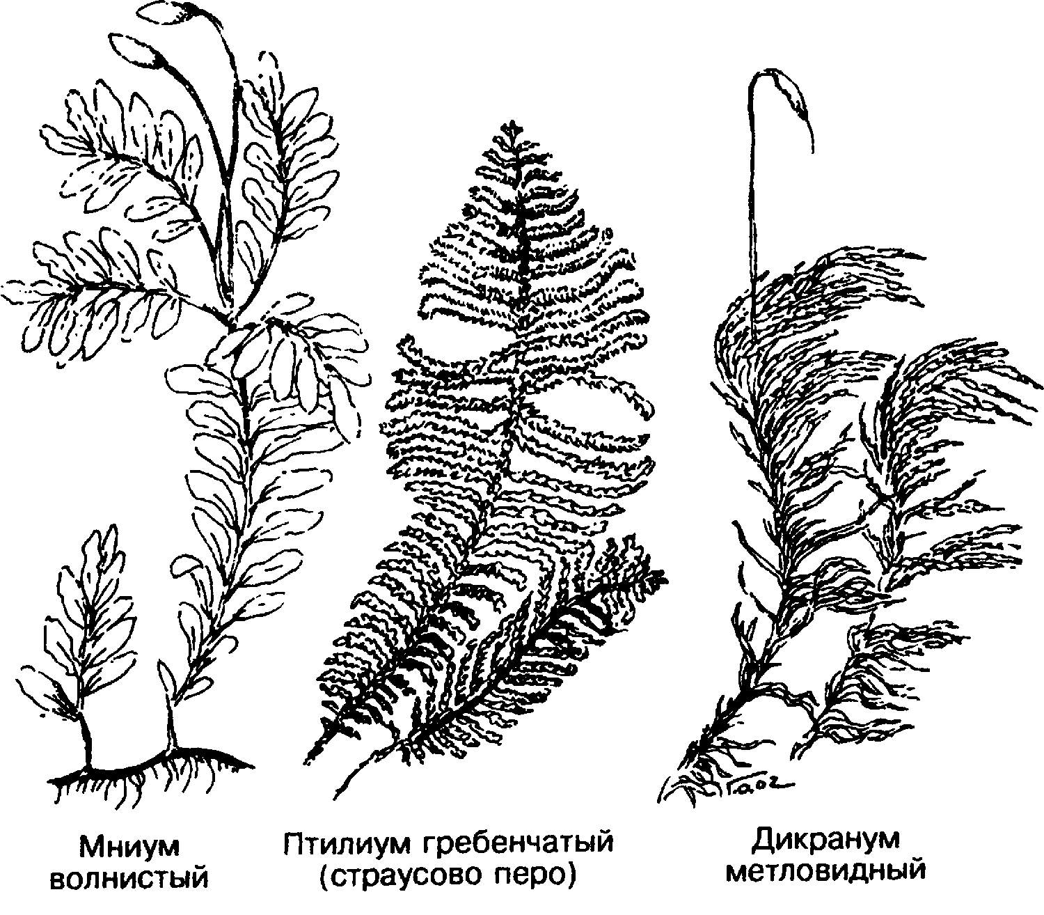 Рисунок мха. Птилиум гребенчатый строение. Страусово перо мох. Юнгерманниевые мхи строение. Мох сфагнум.