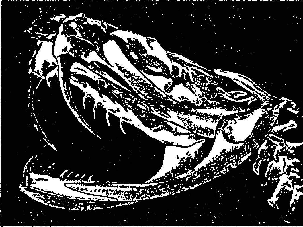 Змея крокодил акула. Я познаю мир. Змеи, крокодилы, черепахи. Череп крокодила ла на подставке. Лодка пчела Воробей крокодил стрела змея рыба классификация.