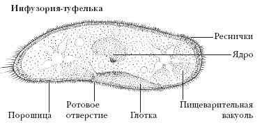 Рисунок инфузории с подписями туфельки