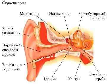 Рисунок уха биология