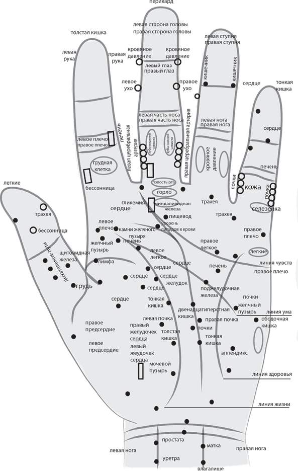 Активные точки на ладонях отвечающие за органы человека схема