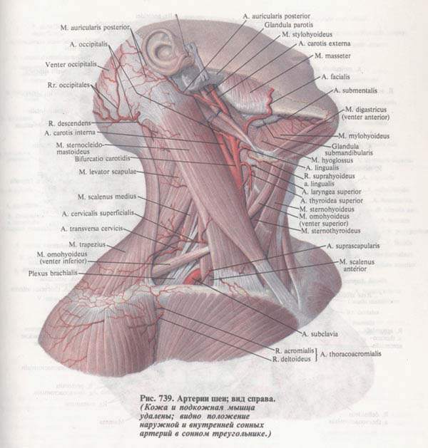 Синельников атлас мышцы. Артерии шеи Синельников. Сонный треугольник.