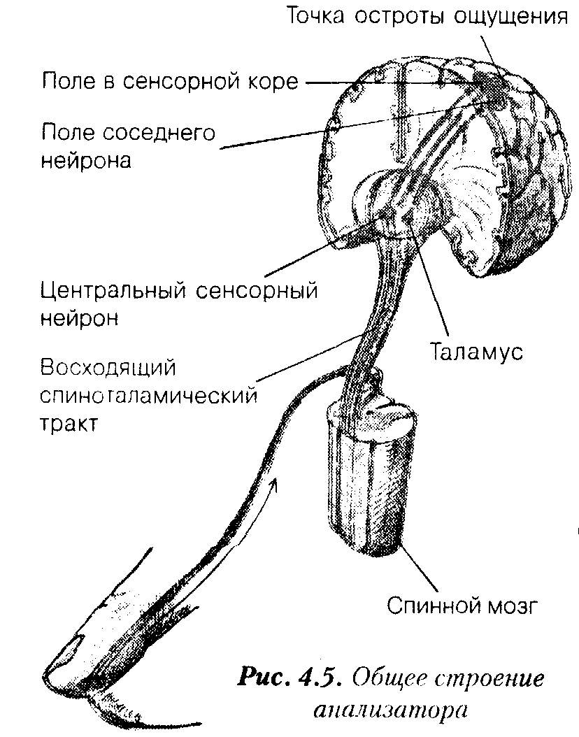 Составьте схемы строения анализаторов