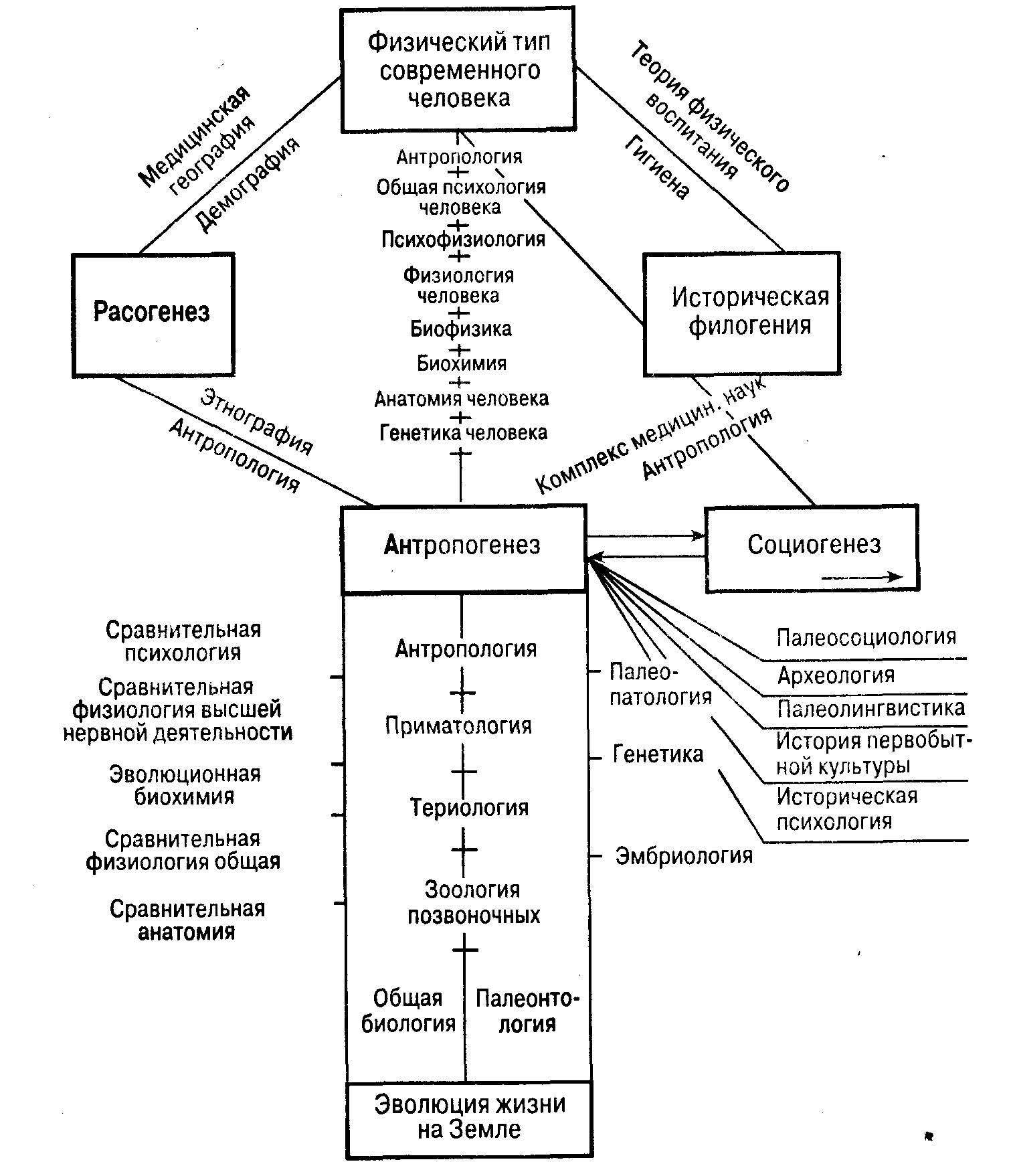 Схема человека в психологии