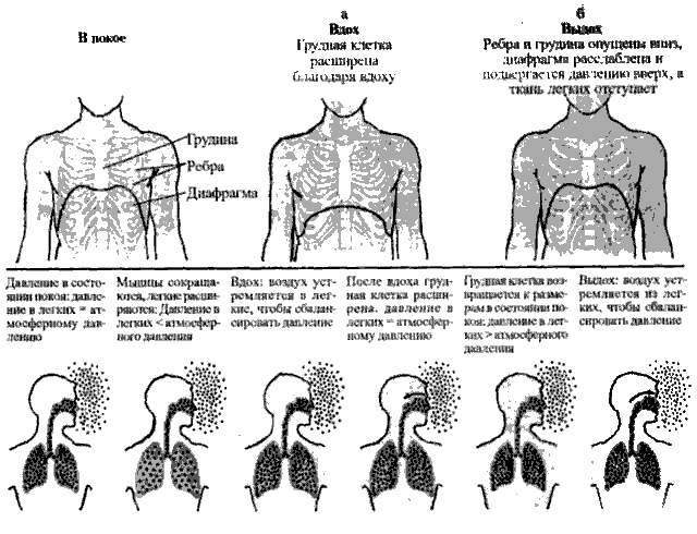 Измерение обхвата грудной клетки в состоянии вдоха. Измерение грудной клетки на вдохе и выдохе. Грудная клетка при вдохе и выдохе. Схема грудной клетки при вдохе и выдохе. Положение грудной клетки при вдохе и выдохе.