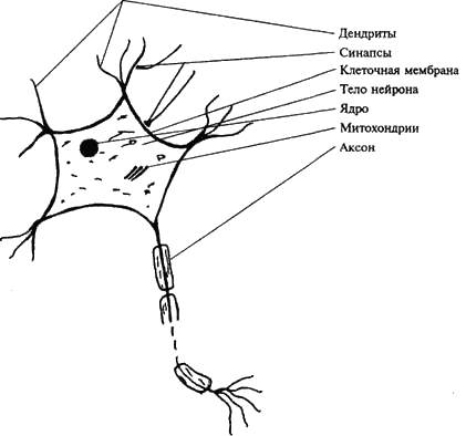 Схематическое изображение структурно функциональной единицы нервной системы нейрона