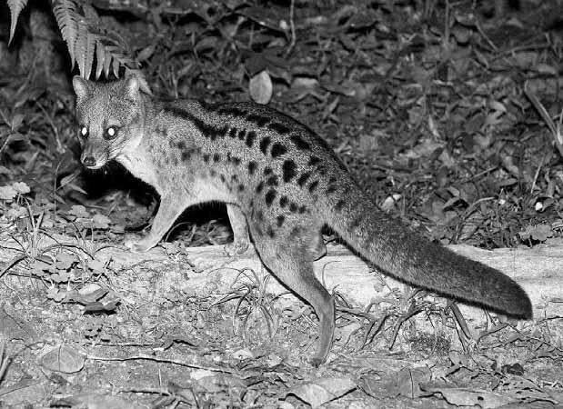  (Fossa fossa,  Fossa fossana).   .   .