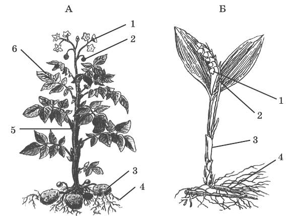 Картофель схема растения