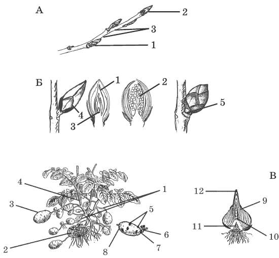Тест по биологии 6 класс стебель. Строение побега 6 класс без подписей. Рисунки по ботанике ЕГЭ. Строение побега без подписей. Задание ЕГЭ по биологии с рисунками растений.