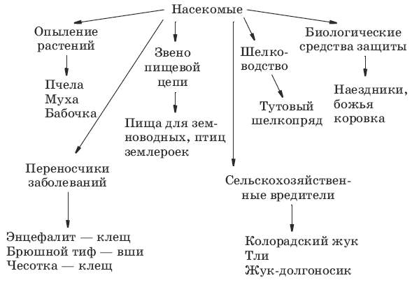 Систематика насекомых схема